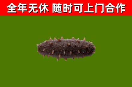 通江县烟酒回收干海参.jpg